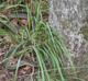 Chasmanthium laxum